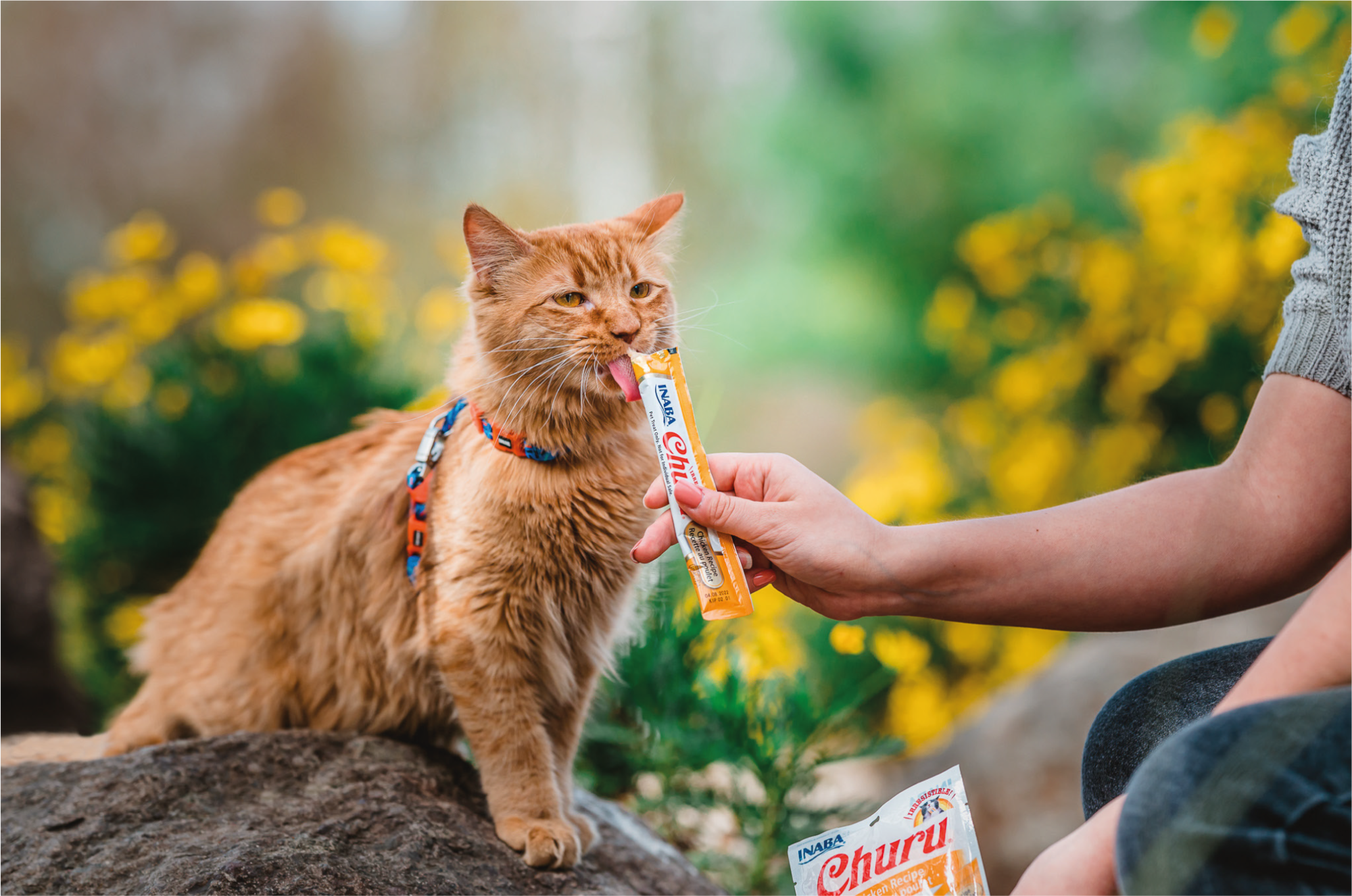 CHURU® – Os snacks que facilitam a sua consulta veterinária!